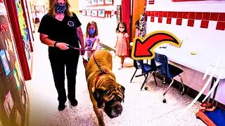 200 Pound Mastiff Takes A Job At An Elementary School