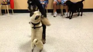 Chief The Pug - Chief fighting another Dog.