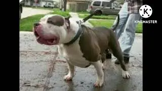 pitbull #status