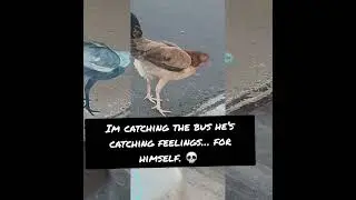 Why Did the Chicken Stop Walking? To Violate Public Decency Laws.