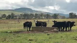 Brainstorm and plan our Homestead with us ! 🦘 63 Acres Off-grid. City Slickers to Homesteaders.