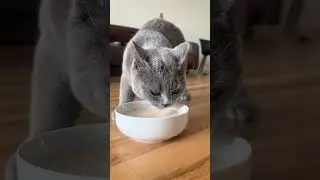 🚨 Foods That Can Seriously Harm Your Cat (Most Owners Don&rsquo;t Know) #cat #funnycats #funny
