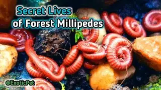 Forest Millipedes, Uncovering Unique Colony Behaviors #Millipedes #ForestLife #exoticpet