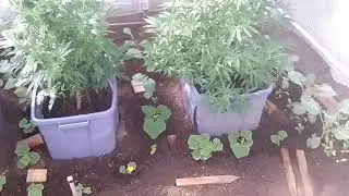 2021 June week 12 clone update 🌿 streching