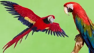 Parrot Ownership: Embracing the Challenges and Joys