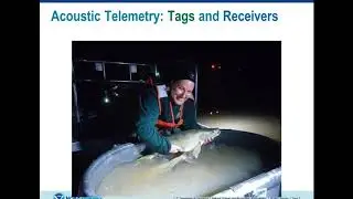 Evaluating methods for estimating mortality of Great Lakes walleye using acoustic telemetry data