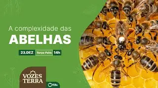A Complexidade das Abelhas | Vozes da Terra