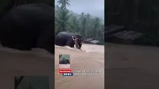 Elephant Rescues Cheetah | Rare Wildlife Moment That Restores Faith in Nature