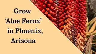 Grow Aloe ferox Cape Aloe Tree, Bitter Aloe Tree, Alligator Jaw Aloe, Red Aloe, in Phoenix Arizona