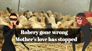 Robery gone wrong Mother's love has stopped🐥#pets#animal#funny#comedy#video🐥
