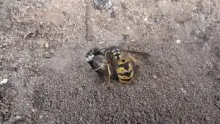 Philanthus triangulum the Bee-Wolf