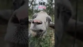 Day 14: Baby Mini Donkey 🐴 Daisy, Goats & Chickens Steal the Show!