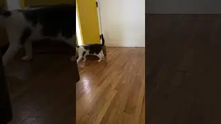 Boxes Are Basically Cat Catapults 😽📦