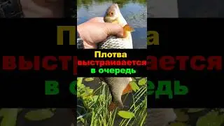 Лучшая насадка на белую рыбу! #рыбалка