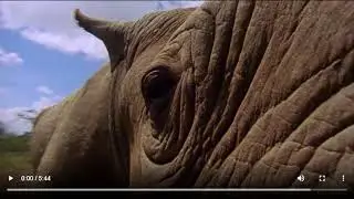 Animal video 4K | Animal videos | Animal video with relaxing sound