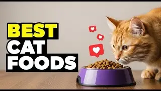 ✅ &ldquo;Best Cat Food 🐾 (Top Vet Picks!)&rdquo;!