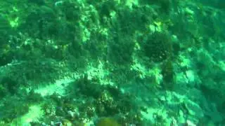Underwater at Minamisaki, Hahajima pt. 1
