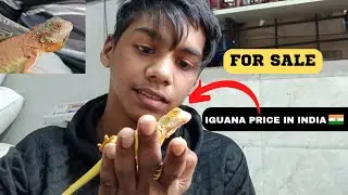 IGUANA For Sale At Cheapest Price In 2023 🤑 | Lutino Iguana, Red Iguana |  Zubair Sayyed Vlogs