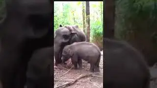 elephant power #sadhathkd #elephant #youtubeshorts#