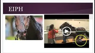 Equine Unit 4