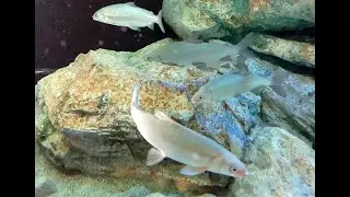 シナノユキマス　Maraena whitefish、Whitefish、Common whitefish　Coregonus lavaretus maraena