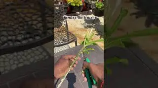 How to grow plumeria plant from cuttings 🌱