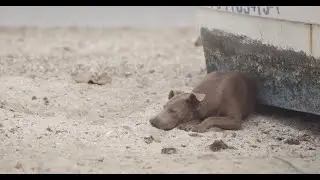 K9 Rancho Del Perro