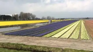 Hyacinth fields in bloom at Noordwijkerhout