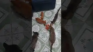 #feedingstraycats #officecats