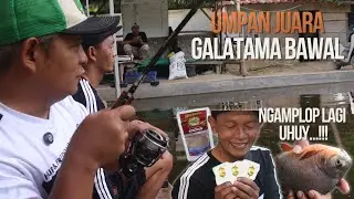 TOTAL TERBANYAK LAGI..!! MANCING GALATAMA BAWAL PAKE UMPAN PELET SIMPLE DAN PRAKTIS INI