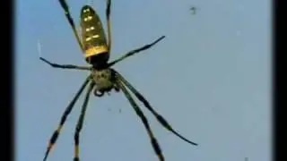 Golden Orb Spiders