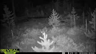 Bobcat At Night | Cellular Trail Camera Video