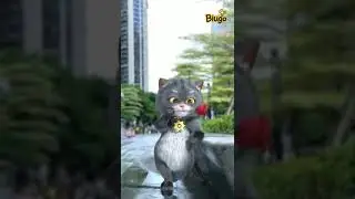 cat