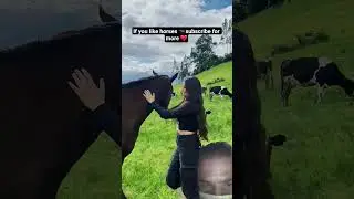 👉 Kind Horses 🐴❤️ | Heart Touching Horse Compilation Short #KindHorses #HorseCompilation