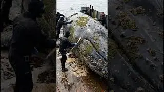 Massive Blue Whale Rescue at Sea | Real Maritime Operation Footage
