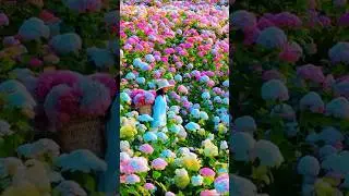 Dreamy Flower Garden Scene | Relaxing Nature AestheticAesthetic  Peaceful Nature Vibes# pinkflowers