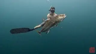 AMBERJACK IN THE PEARL ISLANDS PANAMA