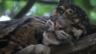Clouded Leopard Relaxing Music | Peacefull Wild Life