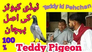 Teddy kabootar ki pehchan Last part