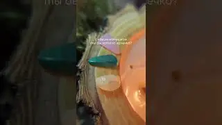 Украшения с лишайниками #лишайники #леснойвайб #мох