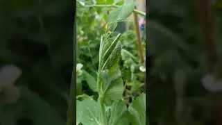aphids found my peas! 🫛🪲 #gardening #aphids #miniomesteader