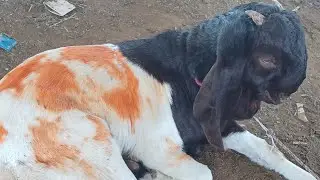 Balahedi Bakra Mandi || live update 17/03/25