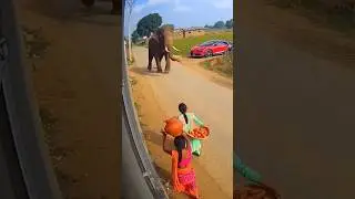 Haathi Ne Kiya Achanak Hamla! 😱🐘 Tamatar Bikhar Gaye! 🍅🏃&zwj;♀️ #ElephantAttack #ViralShorts #WildLife