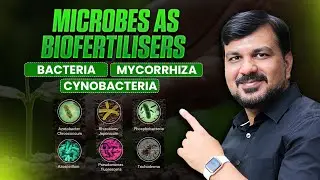 Microbes in Biofertilizers | Bacteria, Mycorrhiza & Cyanobacteria | NEET Biology 2025