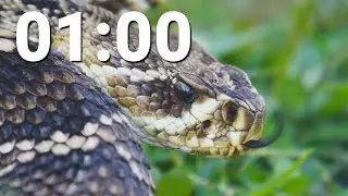 1 Minute Countdown Timer With Alarm - Snake