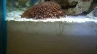 Creating a Deep Sand Bed Reef Update