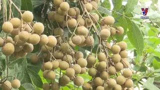 Hung Yen offers fascinating tours of longan orchards