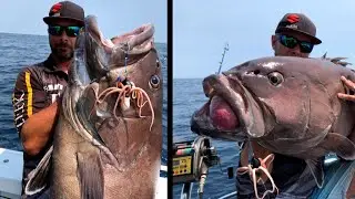 Огромная бар-треска, пойманная на джиг-приманку Mustad InkVader Octopus