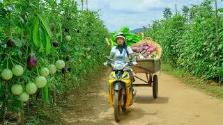Harvest A Truckload Of Green Eggplant And Winged Beans To Sell At The Market – Cook With Them