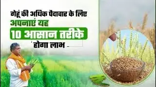 Gehun ki fasal 70 se 75 Din yah Kaam Nahin Kiya To nuksan uthana pakka | krishi vlogs | bhageshkumar